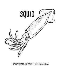 Hand drawn illustration of squid.