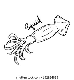 Hand drawn illustration of Squid.