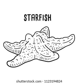 Hand drawn illustration of starfish.