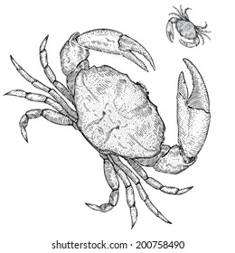 Hand Drawn Illustration of a Stone Crab