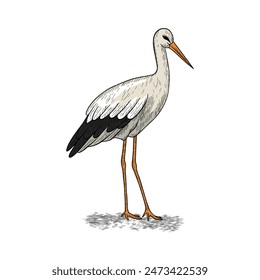 hand drawn illustration of a stork walking