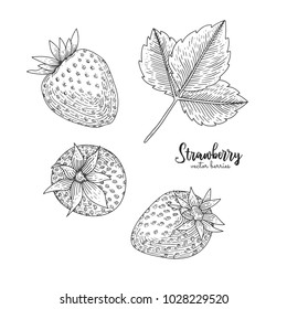 Hand drawn illustration of strawberry isolated on white background. Berries engraved style illustration. Detailed vegetarian food. Applicable for menu, flyer, label, poster, print, packaging