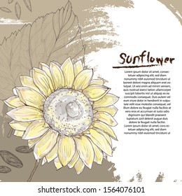 hand drawn illustration of sunflower on abstract background design.