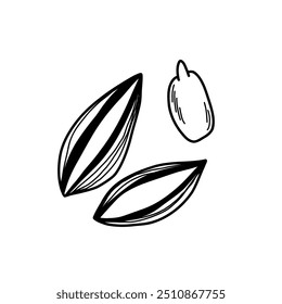 Hand drawn illustration of sunflower seeds in shell and without isolated on white background