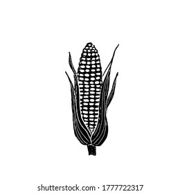 Hand drawn illustration of sweet corn stalk, black and white linocut style.