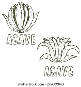 Hand drawn illustration template of agave.Vector