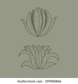 Hand drawn illustration template of agave.Vector