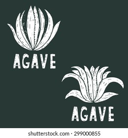 Hand drawn illustration template of agave.Vector