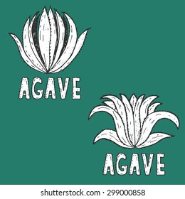 Hand drawn illustration template of agave.Vector
