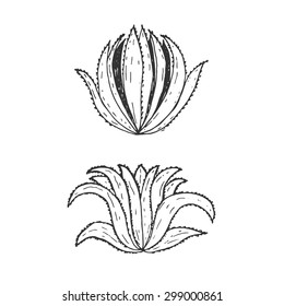 Hand drawn illustration template of agave.Vector
