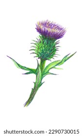 Dibujo manual de una flor de cardo. Burdock dibujado con lápices de colores aislados en blanco. Ilustración botánica vectorial.