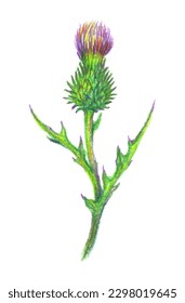 Dibujo manual de una flor de cardo. Burdock dibujado con lápices de colores aislados en blanco. Ilustración botánica vectorial.