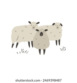 Hand drawn illustration of three cute sheep isolated on white background. Pastoral scene vector illustration