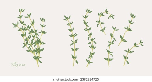 Hand drawn illustration of thyme herb, single branches and bouquet. Culinary graphic elements for cook book design, restaurant menu and recipe sheets