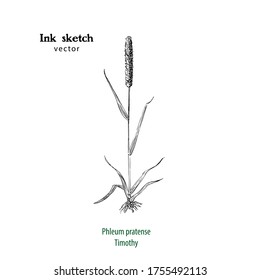 Hand drawn illustration of Timothy grass, Phleum pratense, or Cat s tail grass, ink sketch.