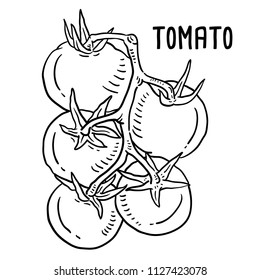 Hand drawn illustration of Tomato.