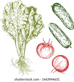 Hand drawn illustration of tomatoes and cucumbers