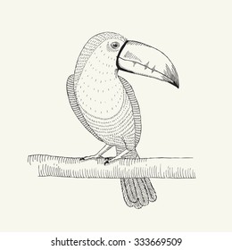 Hand drawn illustration of  toucan bird on the branch.