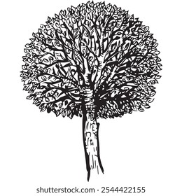 Hand drawn illustration of tree