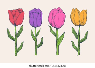 Hand drawn Illustration of tulip flower isolated