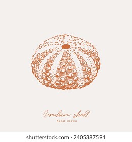Hand drawn illustration of urchin sea shell
