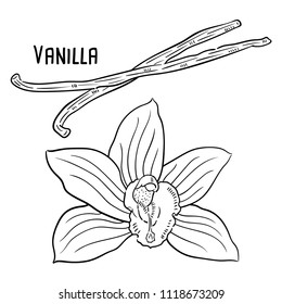 Hand drawn illustration of vanilla.