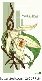 Hand drawn illustration of vanilla flower with pod isolated on background. Can be called vanilla orchid. Vector illustration.