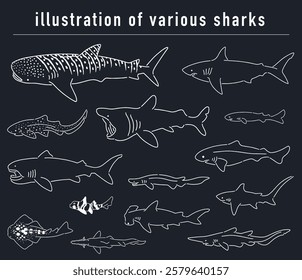 hand drawn illustration of various sharks