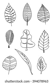Hand drawn illustration of various types of Autumn leaf