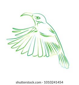Hand drawn illustration vector Humming bird, Colibri line art with water color. Isolated in white background.