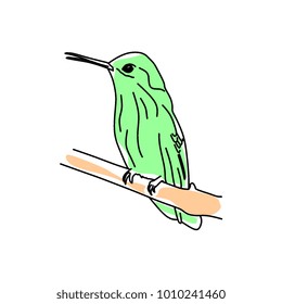 Hand drawn illustration vector Humming bird, Colibri line art with water color. Isolated in white background.