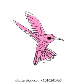 Hand drawn illustration vector Humming bird, Colibri line art with water color. Isolated in white background.