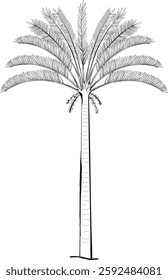 hand drawn illustration vector of palm tree desert trapocal vegetation