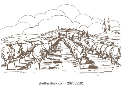 Hand drawn illustration of a vineyard. EPS 10. No transparency. No gradients.