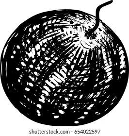 Hand drawn illustration of watermelon