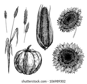 Hand drawn illustration of wheat, corn, pumpkin and sunflowers