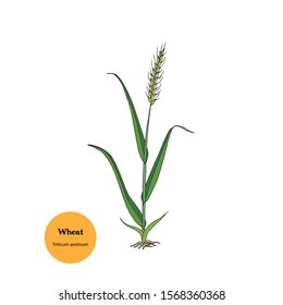 single wheat plant