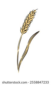 Hand drawn illustration of a wheat stalk isolated on white background