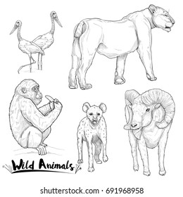hand drawn illustration of wild animals