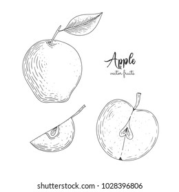 Hand drawn illustration of wild aplle isolated on white background. Fruit engraved style illustration. Detailed vegetarian food. Applicable for menu, flyer, label, poster, print, packaging