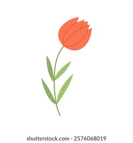 Hand drawn illustration of a wild tulip flower. Spring floral illustration isolated on white background