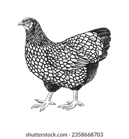 Hand drawn illustration of wyandotte chicken