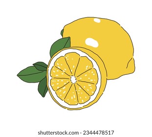 Hand drawn illustration of a yellow, sour fruit 'Lemon'. Lemons are high in vitamins and are used in lemon juice and beverages.