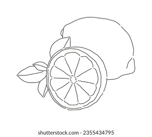 Hand drawn illustration of a yellow, sour fruit 'Lemon'. Lemons are high in vitamins and are used in lemon juice and beverages.