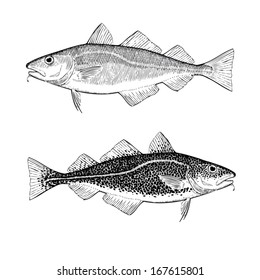 Hand Drawn Illustrations of Atlantic Cod