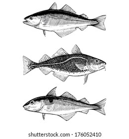 Hand Drawn Illustrations of Atlantic Cod, Pollock and Haddock fishes