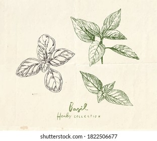 Hand Drawn Illustrations Of Basil, Culinary Herb Drawing, Botanical Clip Art