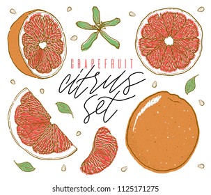 Hand drawn illustrations of beautiful orange fruits. Food element collection. Vintage scetch. Vector illustration.