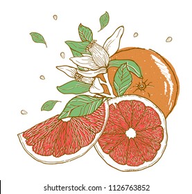 Hand drawn illustrations of beautiful orange fruits. Food element collection. Vintage scetch. Vector illustration.