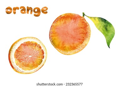 Hand drawn illustrations of beautiful orange fruits